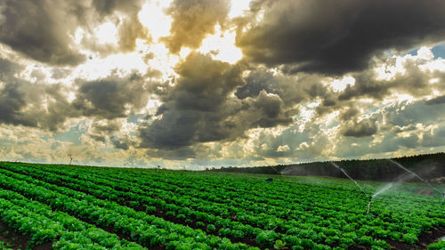 Scenic view of agricultural field against sky