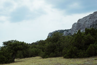 Trees on field against sky