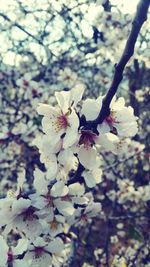 Close-up of white flowers blooming on tree