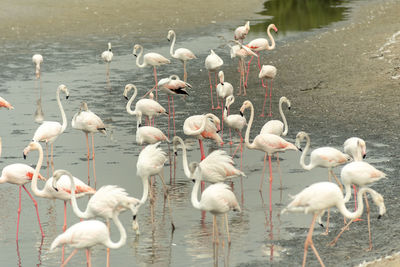 Flamingoes in ras al khor wildlife sanctuary, ramsar site, flamingo hide2, dubai, uae