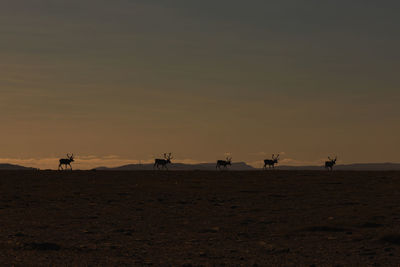 Scenic view of people on field against sky during sunset