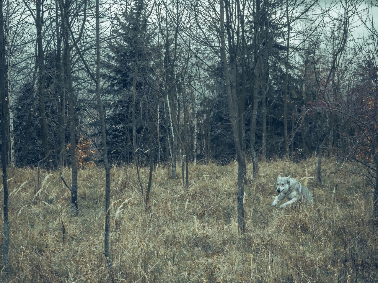 BARE TREES IN THE FOREST