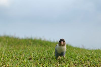 Man on field against sky