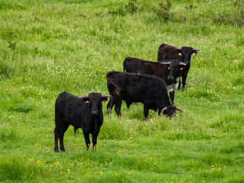 Cows standing in a field