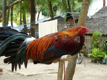 Close-up of rooster