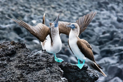 Close-up of bird on rock