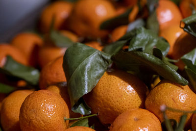 Close-up of orange fruit