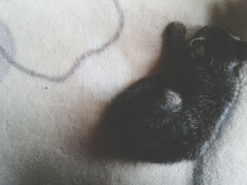 Close-up of cat resting