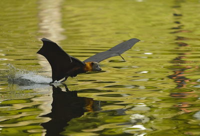 Side view of a duck swimming in lake