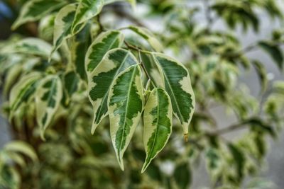 Close-up of fresh green leaves