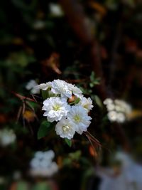 Close-up of white flowers