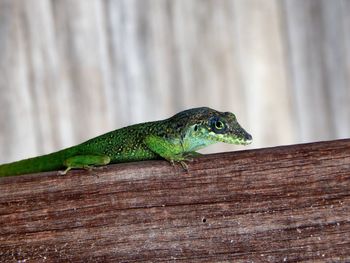 Close-up of lizard on wood
