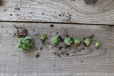  succulent plants with riot on table