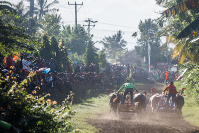 Makepung - bali traditional bull racing