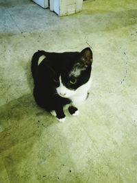 Portrait of cat on floor