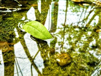 Close-up of green leaves in water