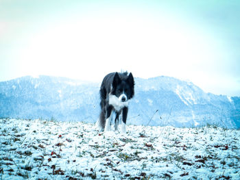 Portrait of dog standing on snow field against sky