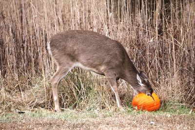 Deer eating pumpkin