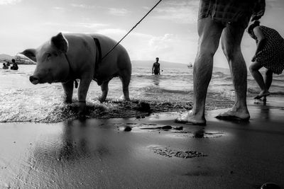 View of dogs on beach