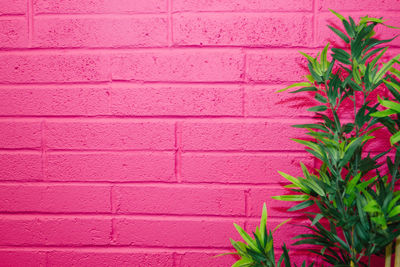 Close-up of pink flowers