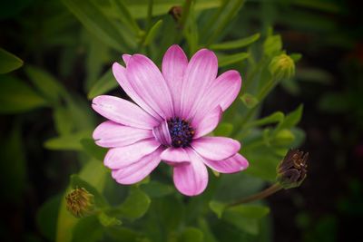 Close-up of purple flowering plant