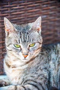 Close-up portrait of a cat