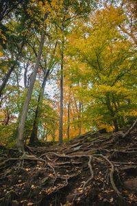 Low angle view of trees in forest during autumn