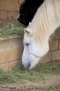 Close-up of white standing on hay