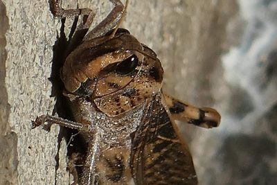 Close-up of insect on tree trunk