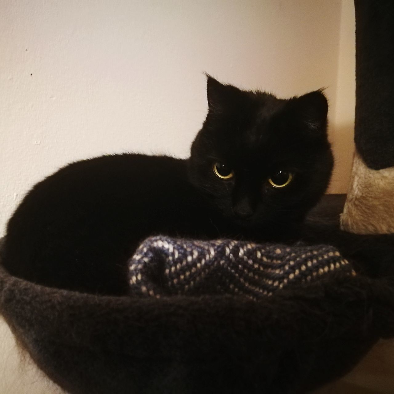 CLOSE-UP PORTRAIT OF BLACK CAT