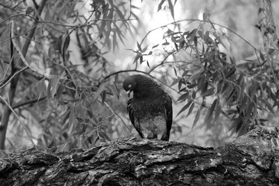 Bird perching on rock