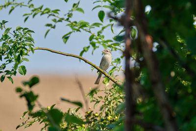 Bird perching on a tree
