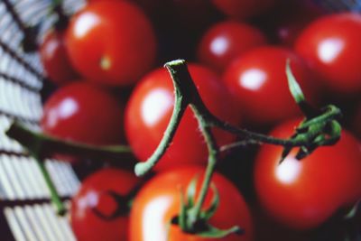 Close-up of red tomatoes