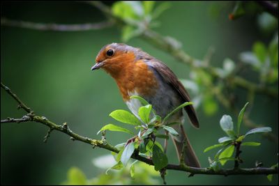 Bird perching on twig