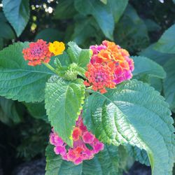 Close-up of pink flowers in park