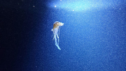 Jellyfish swimming in sea