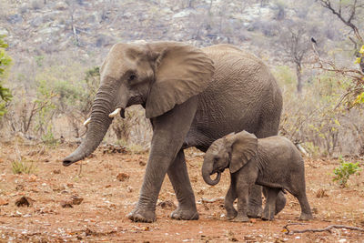 Side view of elephant