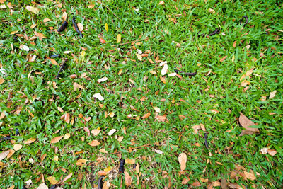 Close-up of grass on field