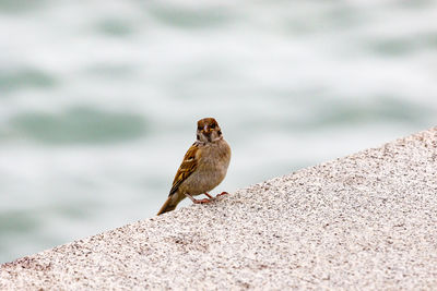 Close-up of bird perching on railing