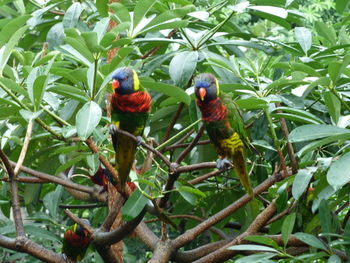 View of parrot perching on tree