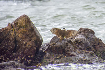 Bird flying over rock formation in sea