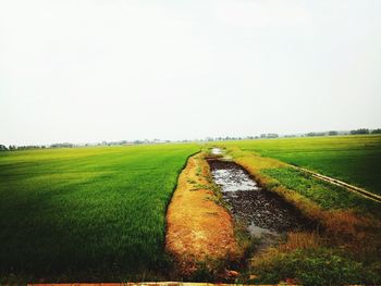 Scenic view of agricultural field against clear sky