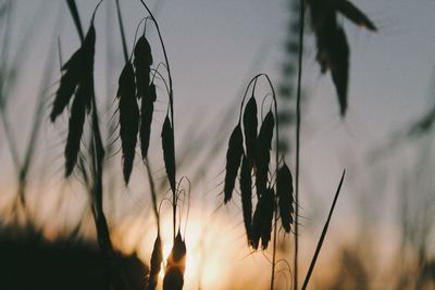 Close-up of silhouette plants against blurred background