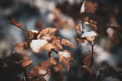 Close-up of dry leaves on plant during winter