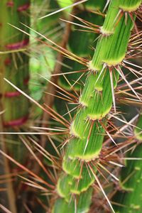 Close-up of bamboo plant on field
