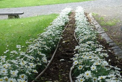 Plants growing on field