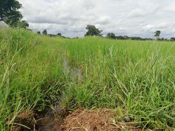 Scenic view of agricultural field against sky