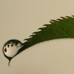 Close-up of plant over white background