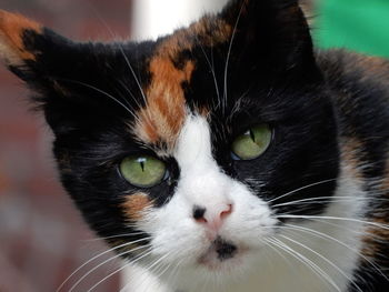 Close-up portrait of black cat