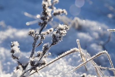 Close-up of frozen plant